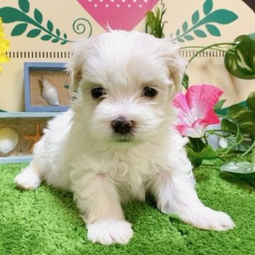 マルチーズ【栃木県・女の子・2023年6月24日・ホワイト】の写真「６頭兄妹です！」