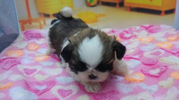 シーズー【栃木県・女の子・2018年4月29日・ホワイト&ゴールド】の写真「とても可愛い、シーズーの二頭姉妹です。」