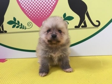ポメラニアン【栃木県・女の子・2017年11月3日・オレンジセーブル】の写真「珍しいシェーデットクリームの子です！」