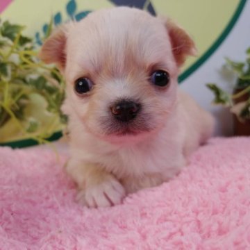 チワワ(ロング)【栃木県・男の子・2023年1月1日・クリーム】の写真「３頭兄弟です！」