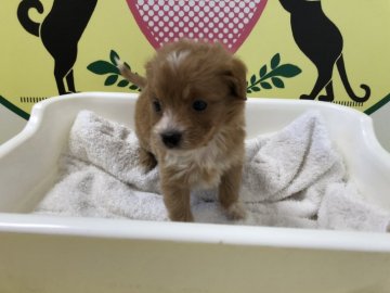 トイプードル パピヨン【栃木県・男の子・2019年3月11日・アプリコット&ホワイト】の写真「足にちょこっと白入ってます！」