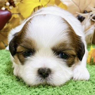 シーズー【栃木県・男の子・2023年10月11日・ホワイト&ゴールド】の写真「４頭兄妹です！」