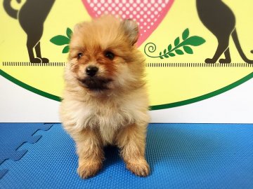 ポメラニアン【栃木県・男の子・2017年1月21日・オレンジ】の写真「とても可愛い兄弟です。」