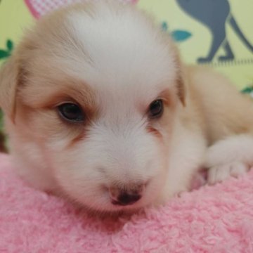 ボーダーコリー【栃木県・男の子・2023年7月14日・レッド&ホワイト】の写真「６頭兄妹です！」