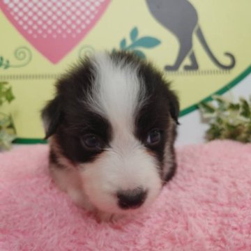 ボーダーコリー【栃木県・男の子・2023年7月14日・ブラック&ホワイト】の写真「６頭兄妹です！」