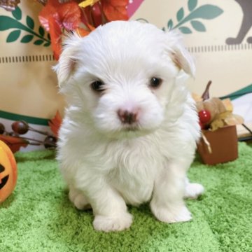 マルチーズ【栃木県・男の子・2024年8月15日・ホワイト】の写真「３頭兄妹です！」