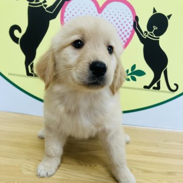 ゴールデンレトリバー【栃木県・女の子・2024年2月18日・ゴールデンレトリバー】の写真「可愛らしい女の子です♫」