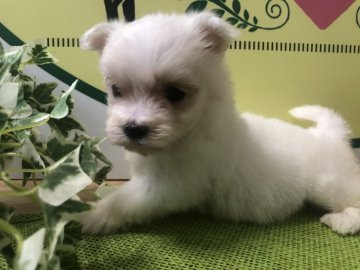 マルチーズ【栃木県・女の子・2020年8月11日・ホワイト】の写真「ふわふわころころです！！」