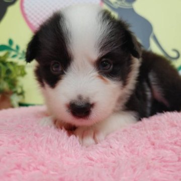 ボーダーコリー【栃木県・女の子・2023年7月14日・ブラック&ホワイト】の写真「６頭兄妹です！」