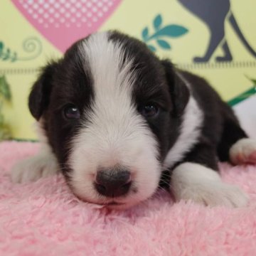 ボーダーコリー【栃木県・男の子・2023年4月14日・ホワイト&ブラック】の写真「６頭兄妹です！」