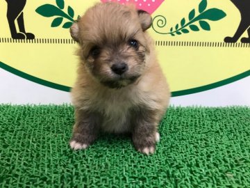ポメラニアン【栃木県・女の子・2020年3月16日・オレンジ】の写真「可愛い濃い目のオレンジカラーの女の子です！」