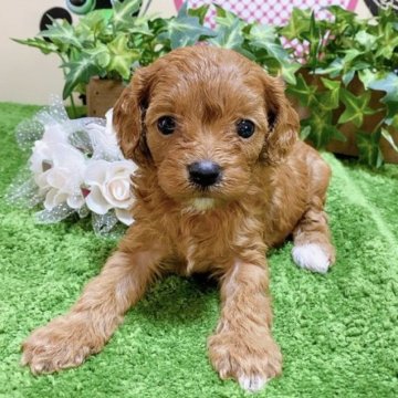 ミックス(キャバリア×トイプードル)【栃木県・女の子・2023年2月21日・レッド】の写真「６頭兄妹です！」