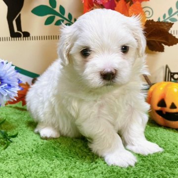 マルチーズ【栃木県・女の子・2024年8月15日・ホワイト】の写真「３頭兄妹です！」