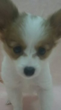 パピヨン【栃木県・女の子・2016年9月21日・ホワイト&ブラウン】の写真「とても人懐こいかわいいパピヨンです！」