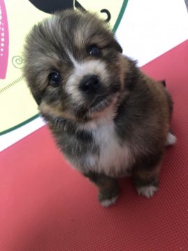 マルチーズ、ポメラニアン【栃木県・男の子・2017年11月27日・ウルフセーブル】の写真「人気犬種同士のミックスです！」