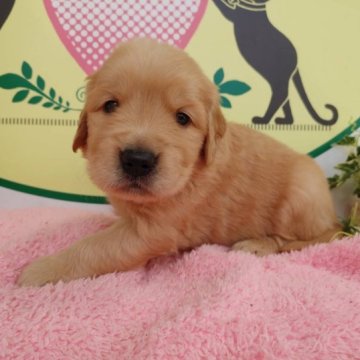 ゴールデンレトリバー【栃木県・女の子・2023年3月16日・ゴールデン】の写真「５頭兄妹です！」