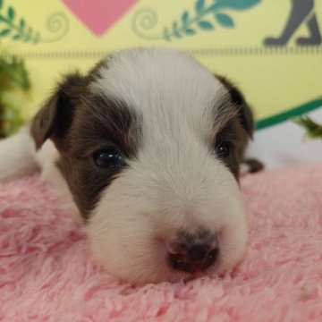 ボーダーコリー【栃木県・女の子・2023年4月14日・ブルー&ホワイト】の写真「６頭兄妹です！」