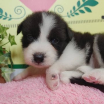 ボーダーコリー【栃木県・女の子・2023年7月14日・ブラック&ホワイト】の写真「６頭兄妹です！」