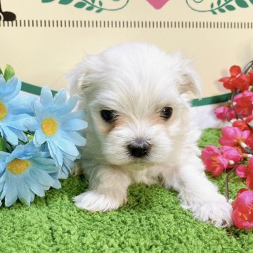 マルチーズ【栃木県・男の子・2023年12月11日・ホワイト】の写真「５頭兄妹です！」