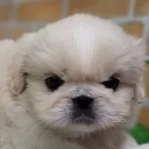 ペキニーズ【栃木県・男の子・2024年5月4日・ホワイト】の写真1