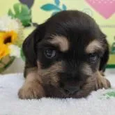 ミックス(キャバリア×シュナウザー)【栃木県・女の子・2022年7月8日・ブラックタン】の写真1