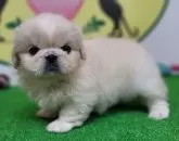 ペキニーズ【栃木県・男の子・2024年5月4日・ホワイト】の写真2
