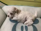 母犬がマルプー、父犬がマルチーズです。【栃木県・女の子・2018年8月15日・ブラウン&ホワイト】の写真2