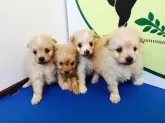 ポメラニアンとプードルの可愛いミックスちゃんです。【栃木県・男の子・2016年12月17日・アプリコット】の写真3「四頭兄弟です。」