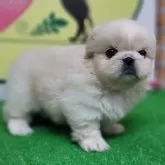 ペキニーズ【栃木県・男の子・2024年5月4日・ホワイト】の写真3