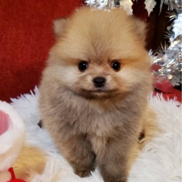 ポメラニアン【兵庫県・男の子・2024年11月6日・オレンジ】の写真「小さめのお殿くんです☺️」