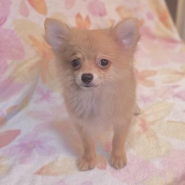 ポメチワ(チワワ×ポメラニアン)【兵庫県・男の子・2025年5月22日・オレンジ】の写真「とっても甘えたBoy君👟」