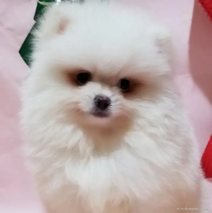 ID:2212-01138の子犬