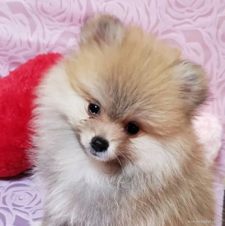 ID:2304-02892の子犬