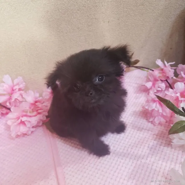 ID：2105-02809の子犬