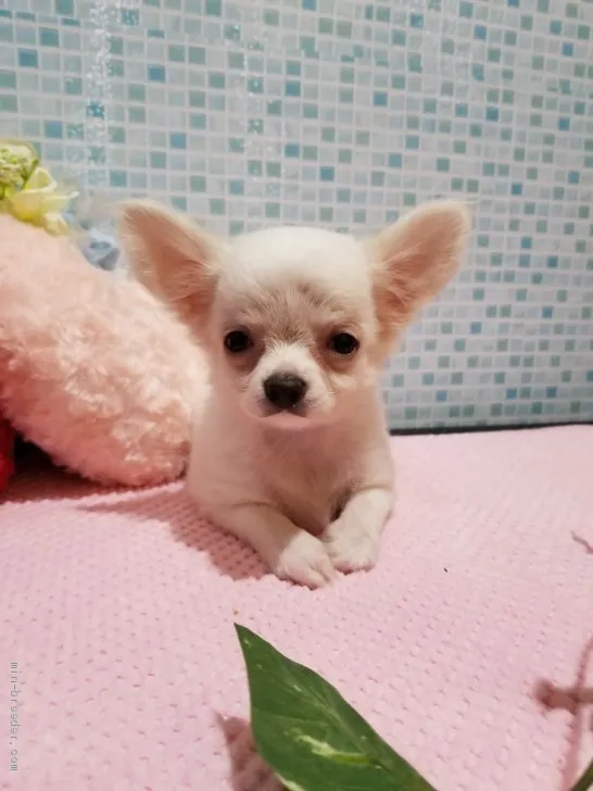 ID:2008-03424の子犬