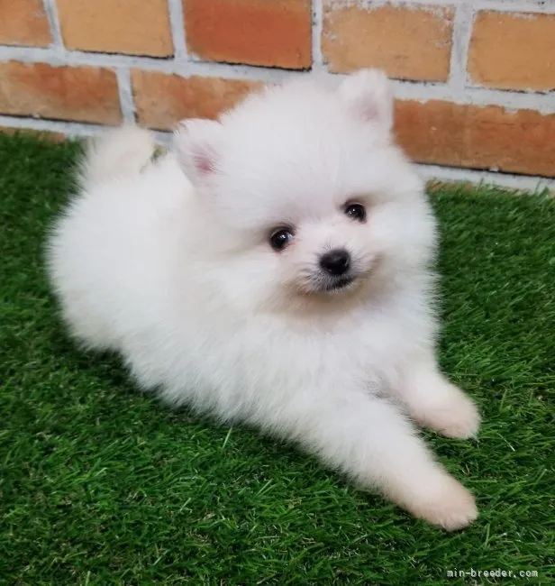 ID：2204-03365の子犬