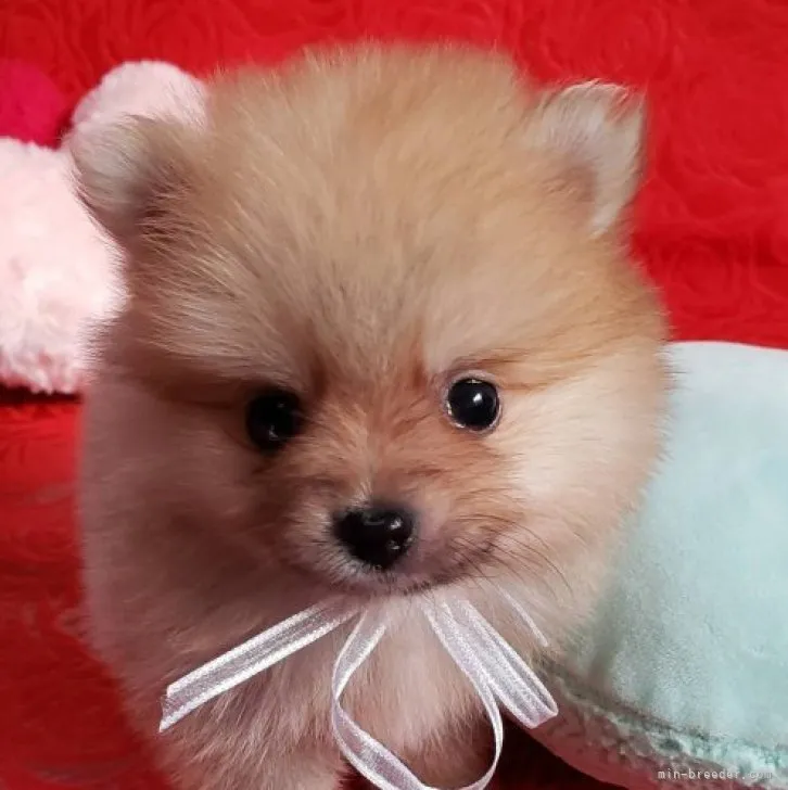 ID：2303-01910の子犬