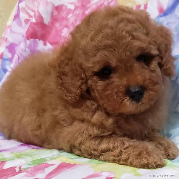 ID:2207-02631の子犬
