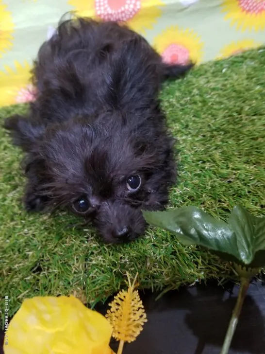 ID:2105-01015の子犬