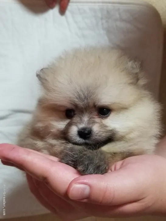 ID:2108-03939の子犬