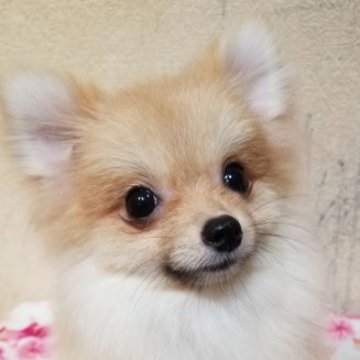 ポメラニアン【兵庫県・女の子・2023年2月1日・オレンジ】の写真「マイペースで甘えたさん❤️」