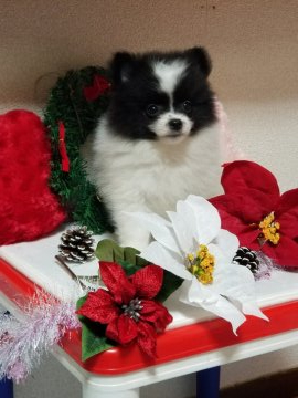 ポメラニアン【兵庫県・男の子・2019年10月17日・ホワイト×ブラック(パーティーカラー)】の写真「凄く甘えん坊です❤️常にかまってほしい子です🎵」