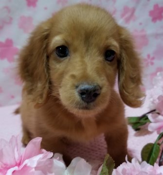 チワワ×ミニチュアダックス【兵庫県・男の子・2021年2月20日・レッド】の写真「元気一杯やんちゃ君です🎵」