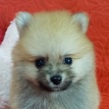 ポメラニアン【兵庫県・男の子・2023年1月30日・オレンジ】の写真「人が大好きな男の子です🍀」