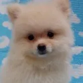 ポメラニアン【兵庫県・女の子・2022年5月4日・ホワイト】の写真1「7/7撮影🎋」
