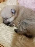 ポメラニアン【兵庫県・男の子・2021年7月22日・ウルフセーブル】の写真2「お寝む姿の殿様です😴」