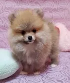 ポメラニアン【兵庫県・女の子・2023年1月30日・オレンジ】の写真5「元気いっぱいなカヌレちゃん❗」
