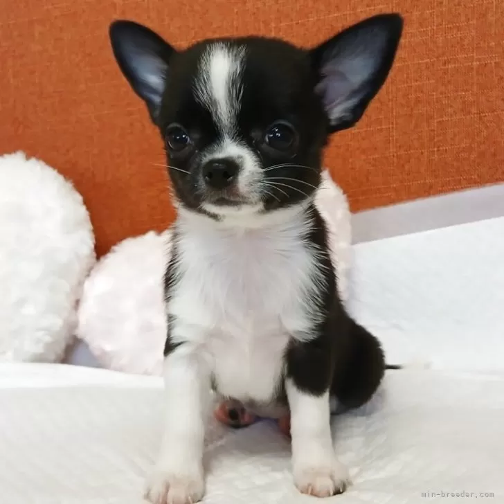 むぎママ 様のお迎えした子犬