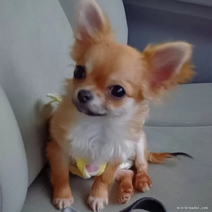 ID:2501-04952の子犬