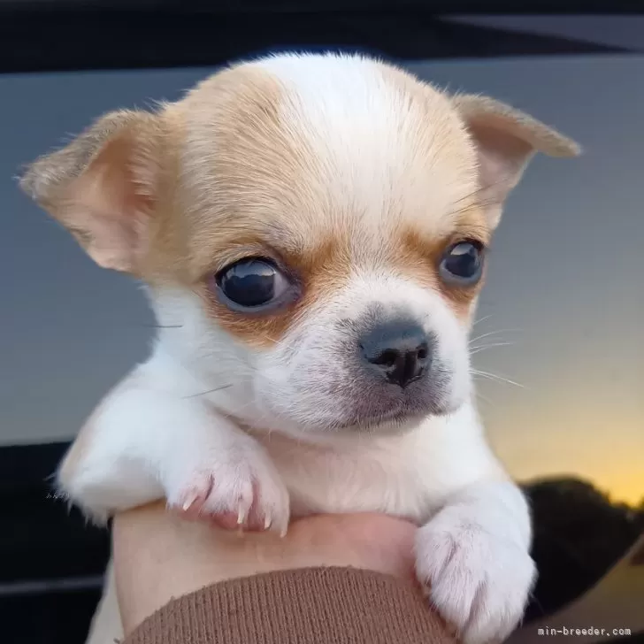 ID:2411-02303の子犬